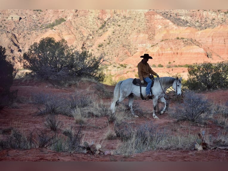 American Quarter Horse Ruin 12 Jaar Schimmel in Sweet Springs MO