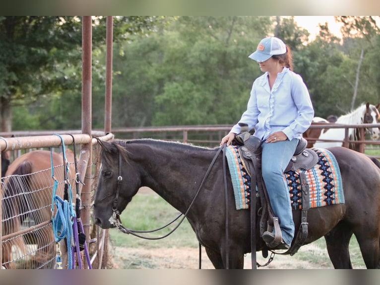 American Quarter Horse Ruin 12 Jaar Zwart in Athens