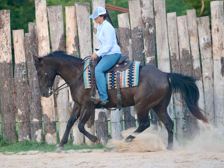 American Quarter Horse Ruin 12 Jaar Zwart in Athens