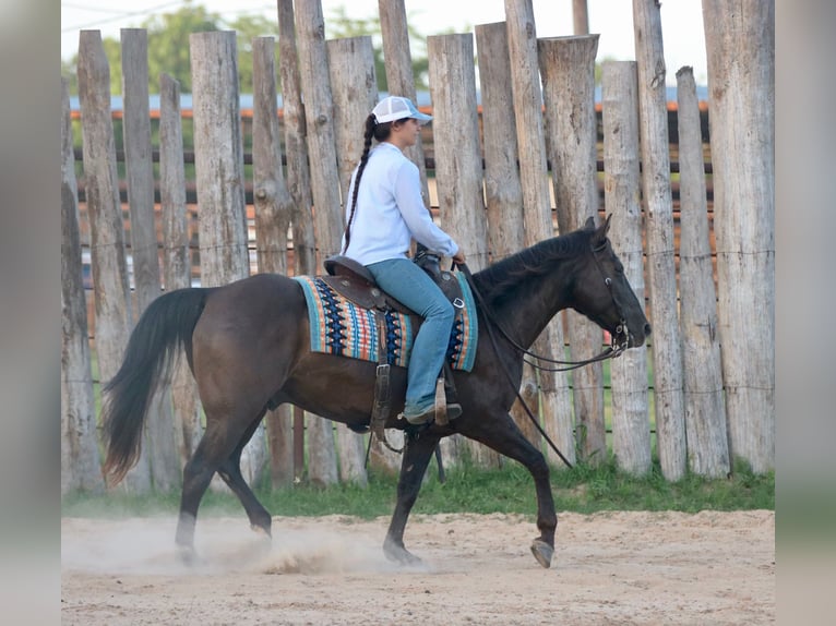 American Quarter Horse Ruin 12 Jaar Zwart in Athens