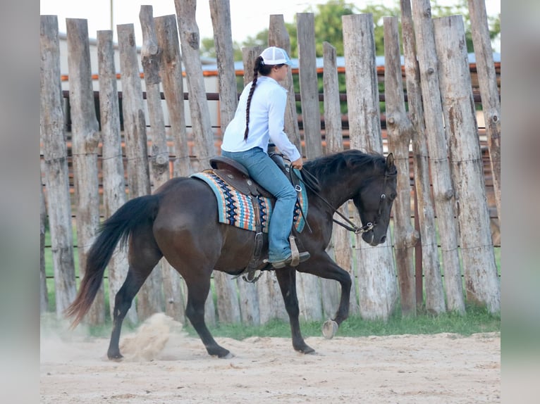 American Quarter Horse Ruin 12 Jaar Zwart in Athens