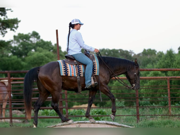 American Quarter Horse Ruin 12 Jaar Zwart in Athens