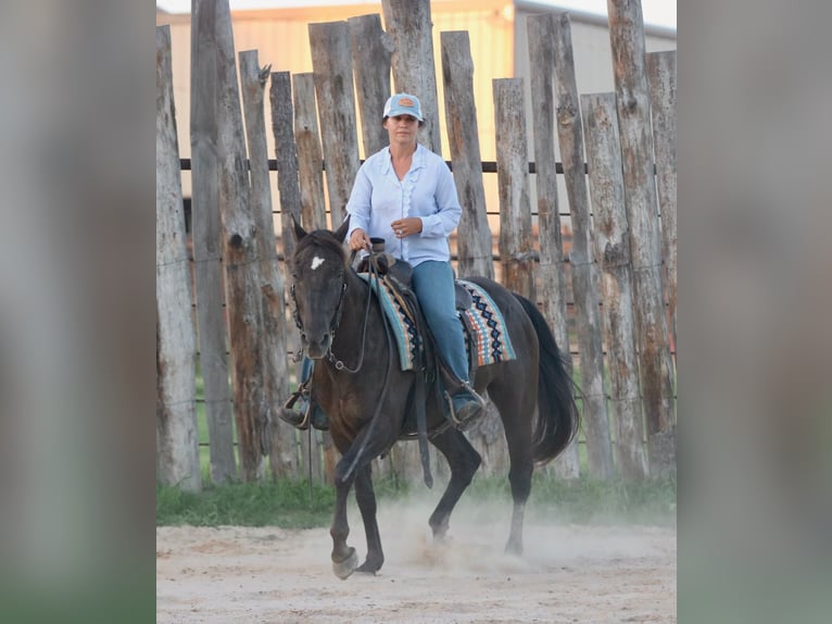 American Quarter Horse Ruin 12 Jaar Zwart in Athens