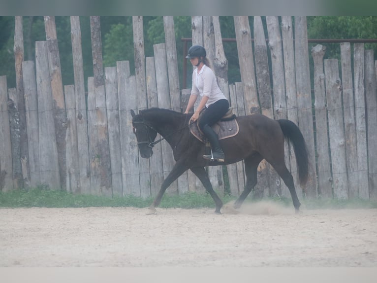 American Quarter Horse Ruin 12 Jaar Zwart in Athens