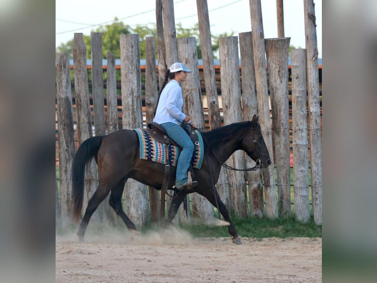 American Quarter Horse Ruin 12 Jaar Zwart in Athens