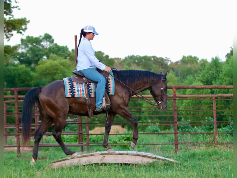 American Quarter Horse Ruin 12 Jaar Zwart in Athens