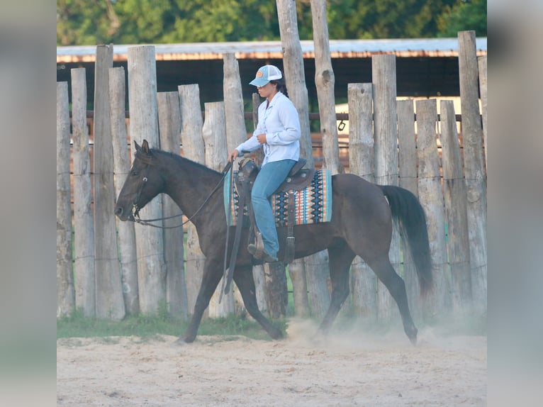 American Quarter Horse Ruin 12 Jaar Zwart in Athens