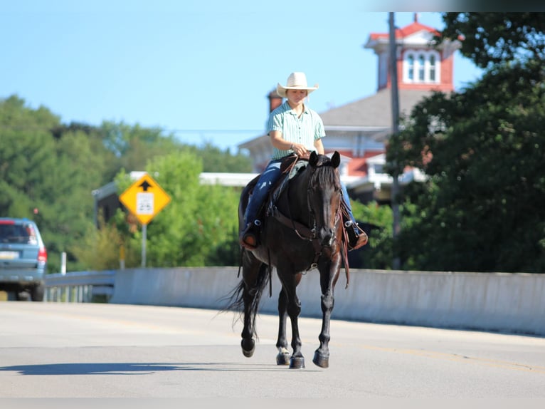 American Quarter Horse Ruin 12 Jaar Zwart in Clarion