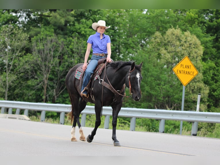 American Quarter Horse Ruin 12 Jaar Zwart in Clarion