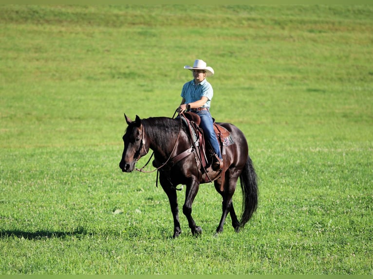 American Quarter Horse Ruin 12 Jaar Zwart in Clarion