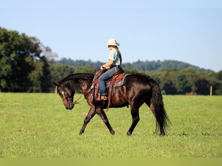 American Quarter Horse Ruin 12 Jaar Zwart in Clarion