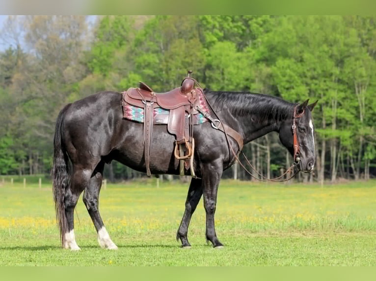 American Quarter Horse Ruin 12 Jaar Zwart in Clarion