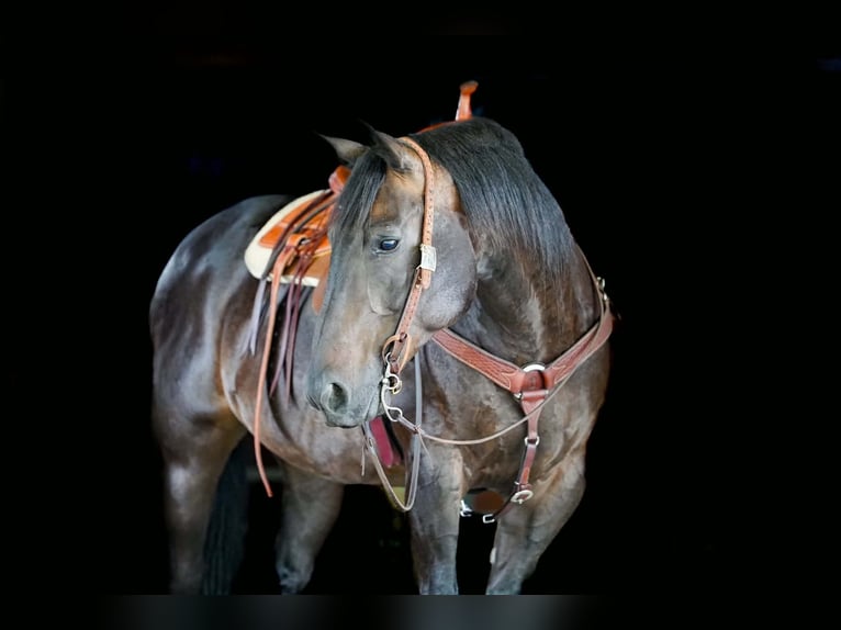 American Quarter Horse Ruin 12 Jaar Zwart in Clarion