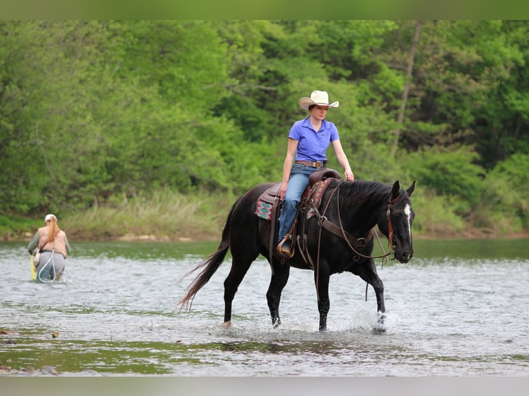 American Quarter Horse Ruin 12 Jaar Zwart in Clarion
