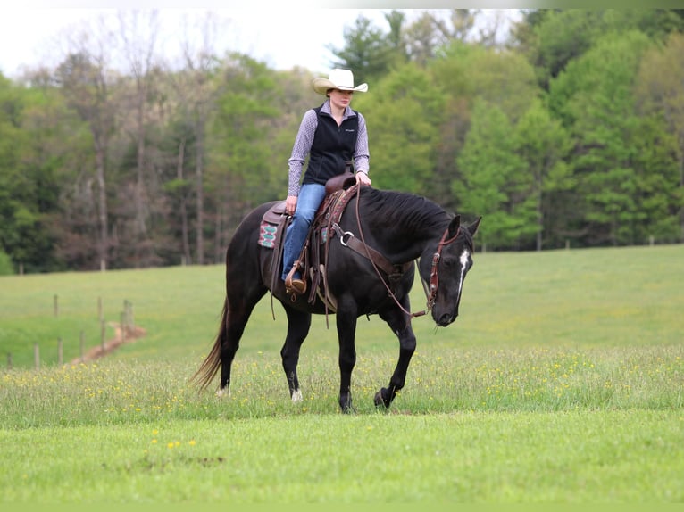 American Quarter Horse Ruin 12 Jaar Zwart in Clarion