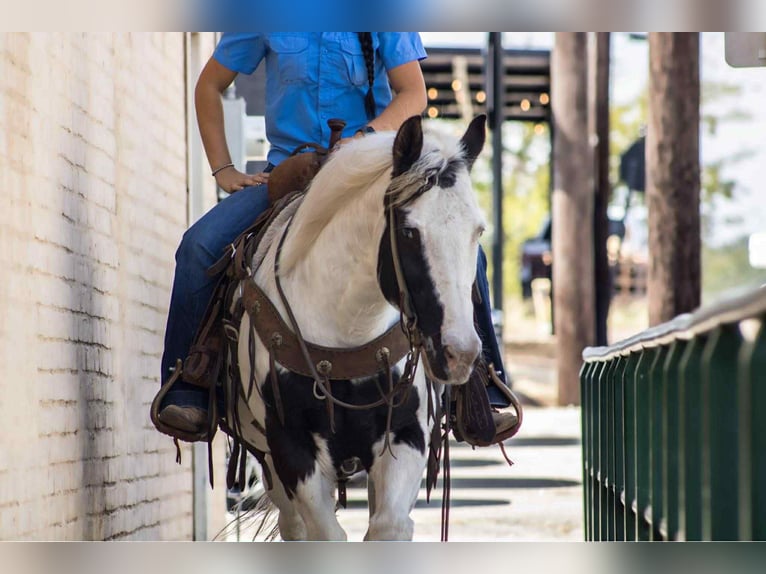 American Quarter Horse Ruin 13 Jaar 132 cm Tobiano-alle-kleuren in Canton TX
