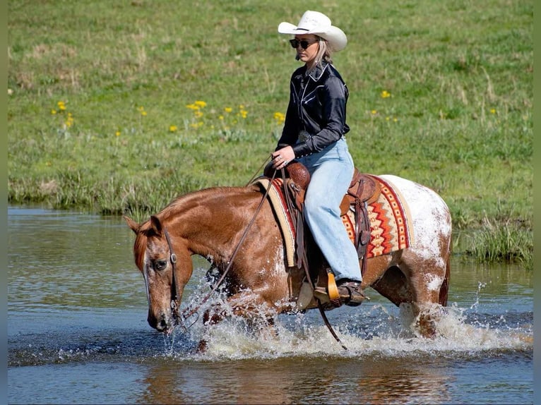 American Quarter Horse Ruin 13 Jaar 140 cm Roan-Red in Quitman AR