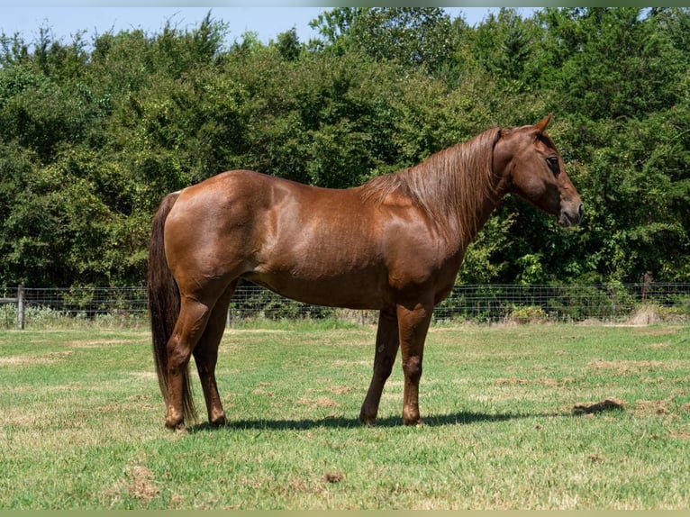 American Quarter Horse Ruin 13 Jaar 142 cm Donkere-vos in Kaufman, TX