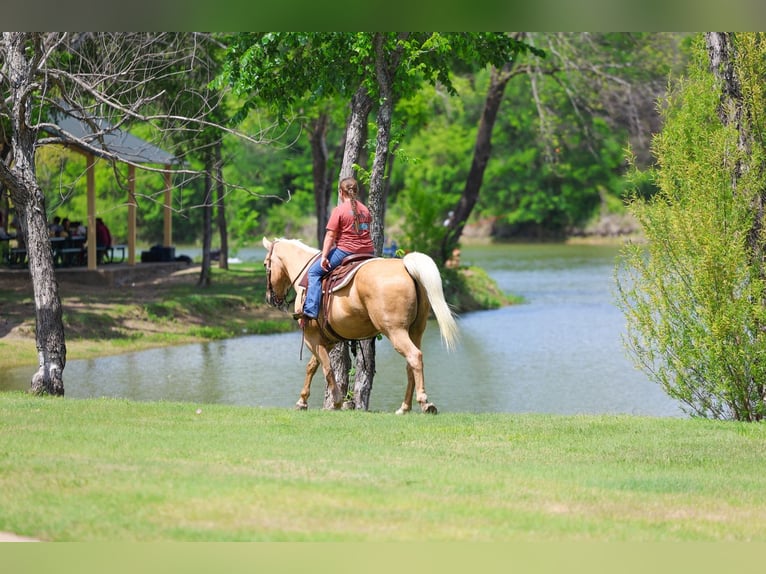 American Quarter Horse Ruin 13 Jaar 142 cm Palomino in Forney