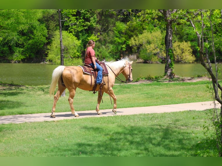 American Quarter Horse Ruin 13 Jaar 142 cm Palomino in Forney