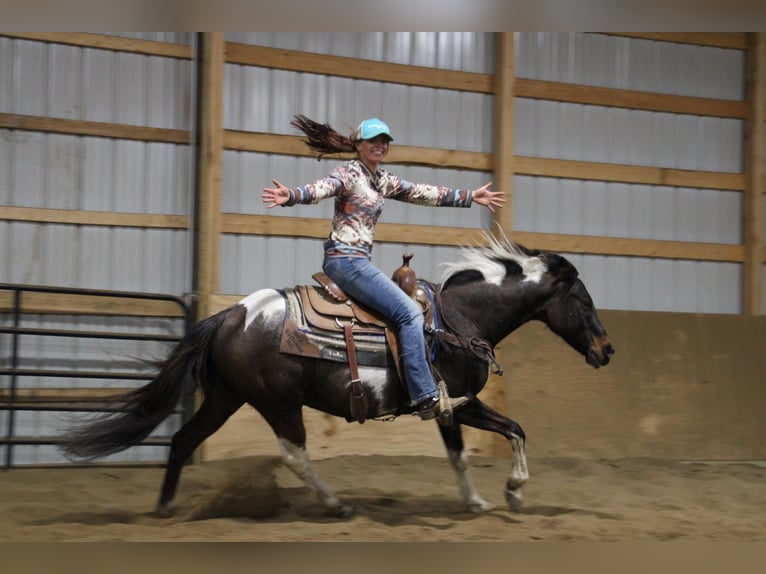 American Quarter Horse Ruin 13 Jaar 142 cm Tobiano-alle-kleuren in Howell