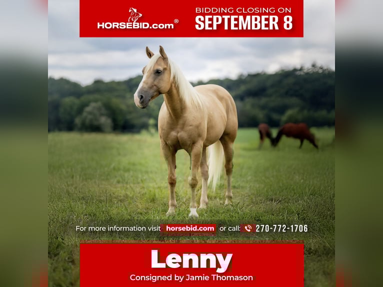 American Quarter Horse Ruin 13 Jaar 145 cm Palomino in Auburn
