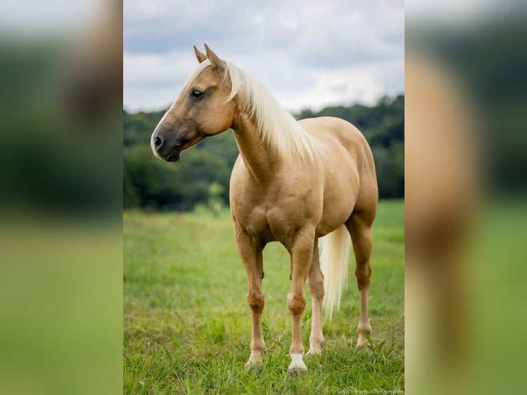 American Quarter Horse Ruin 13 Jaar 145 cm Palomino in Auburn