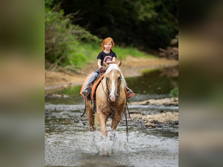 American Quarter Horse Ruin 13 Jaar 145 cm Palomino in Auburn