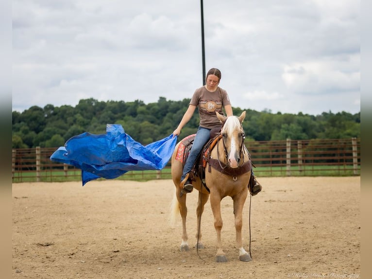 American Quarter Horse Ruin 13 Jaar 145 cm Palomino in Auburn