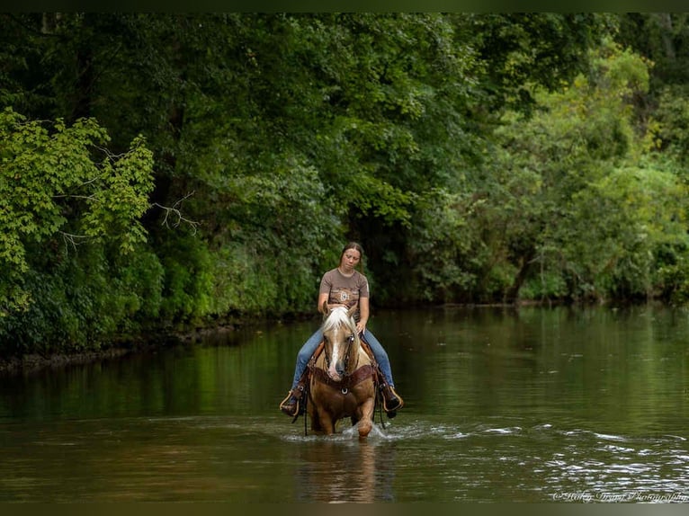 American Quarter Horse Ruin 13 Jaar 145 cm Palomino in Auburn