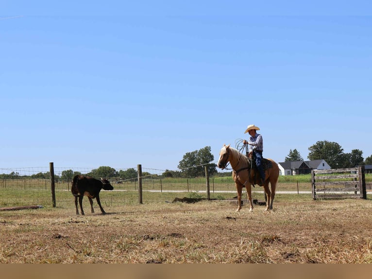 American Quarter Horse Ruin 13 Jaar 145 cm Palomino in Auburn