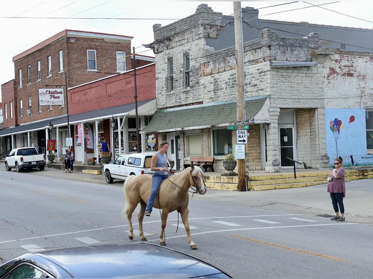 American Quarter Horse Ruin 13 Jaar 145 cm Palomino in Auburn
