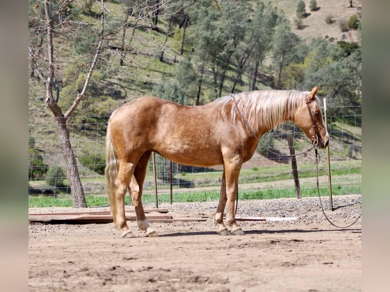 American Quarter Horse Ruin 13 Jaar 145 cm Palomino in Bittewater CA