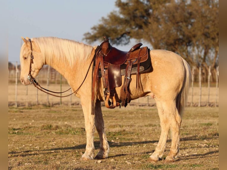 American Quarter Horse Ruin 13 Jaar 145 cm Palomino in Lipan TX