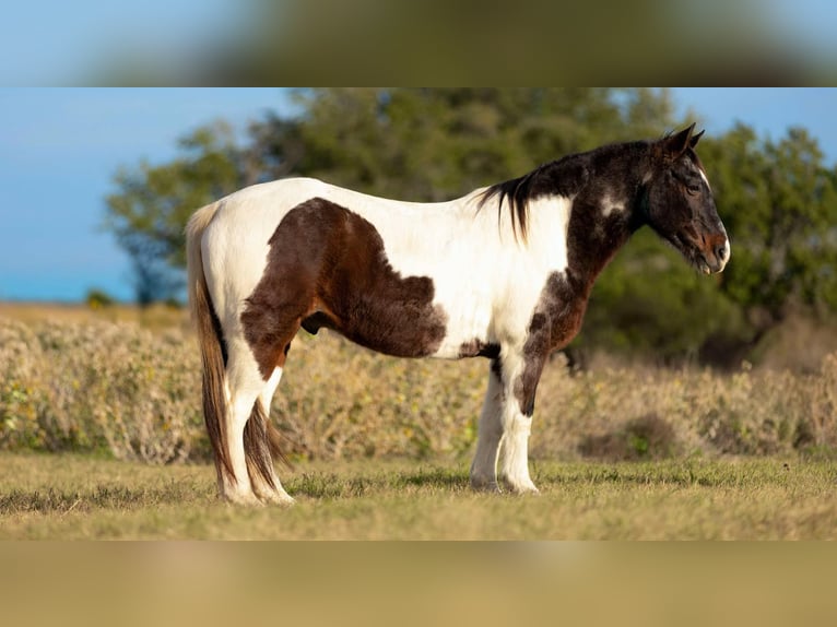 American Quarter Horse Ruin 13 Jaar 145 cm Roan-Bay in Weatherford TX