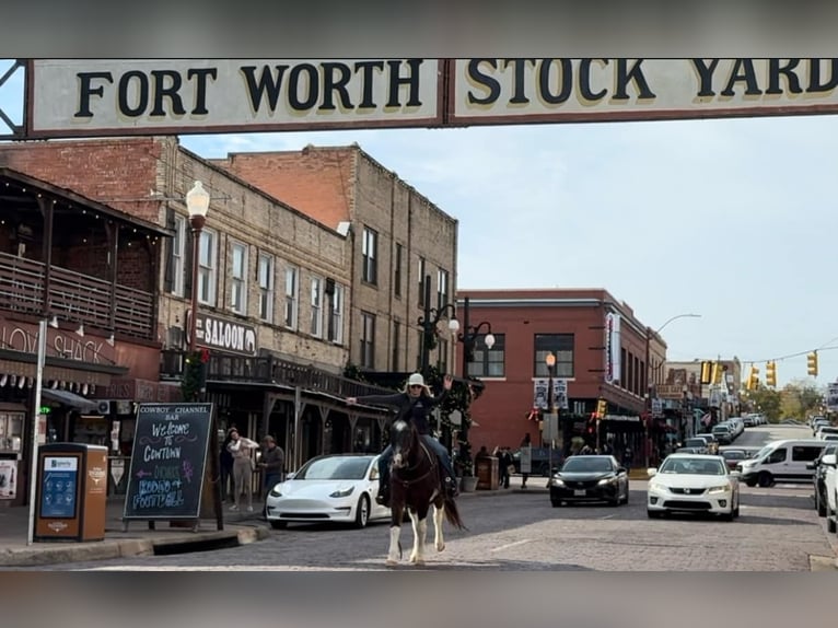 American Quarter Horse Ruin 13 Jaar 145 cm Roan-Bay in Weatherford TX