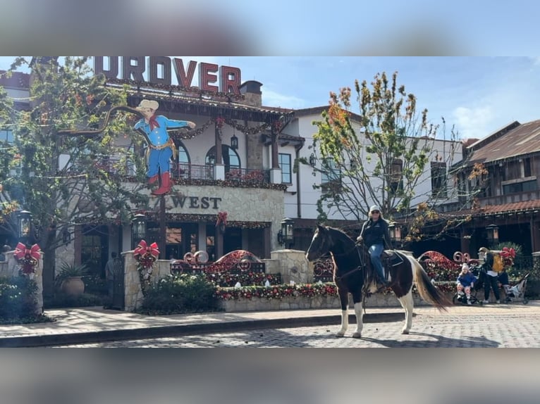 American Quarter Horse Ruin 13 Jaar 145 cm Roan-Bay in Weatherford TX