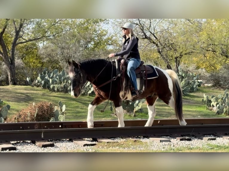 American Quarter Horse Ruin 13 Jaar 145 cm Roan-Bay in Weatherford TX