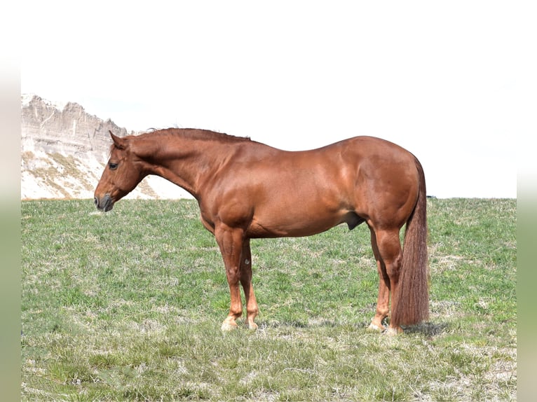 American Quarter Horse Ruin 13 Jaar 145 cm Roodvos in Bayard, Nebraska