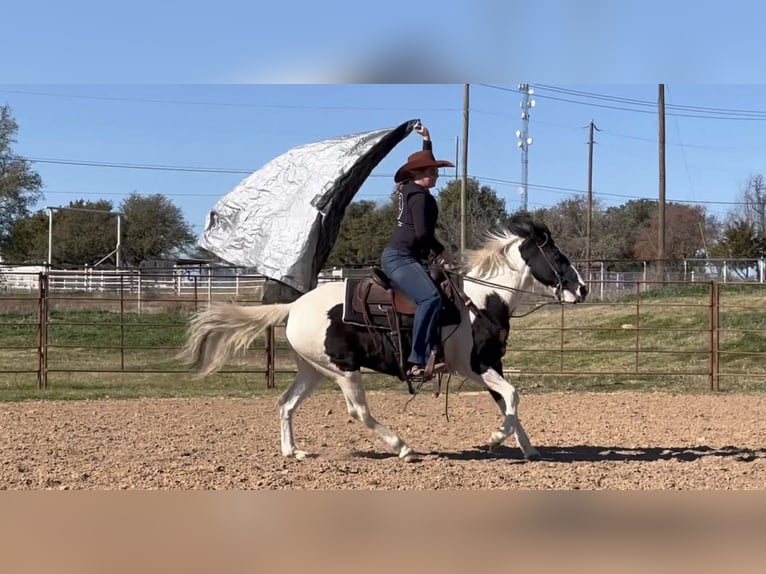 American Quarter Horse Ruin 13 Jaar 145 cm Tobiano-alle-kleuren in Weatherford TX