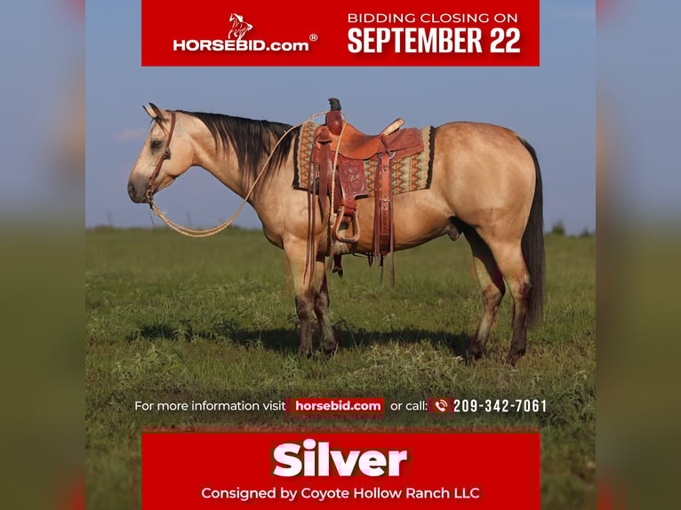 American Quarter Horse Ruin 13 Jaar 147 cm Buckskin in Mount Vernon