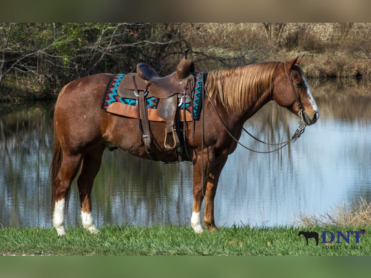 American Quarter Horse Ruin 13 Jaar 147 cm Donkere-vos in Henderson