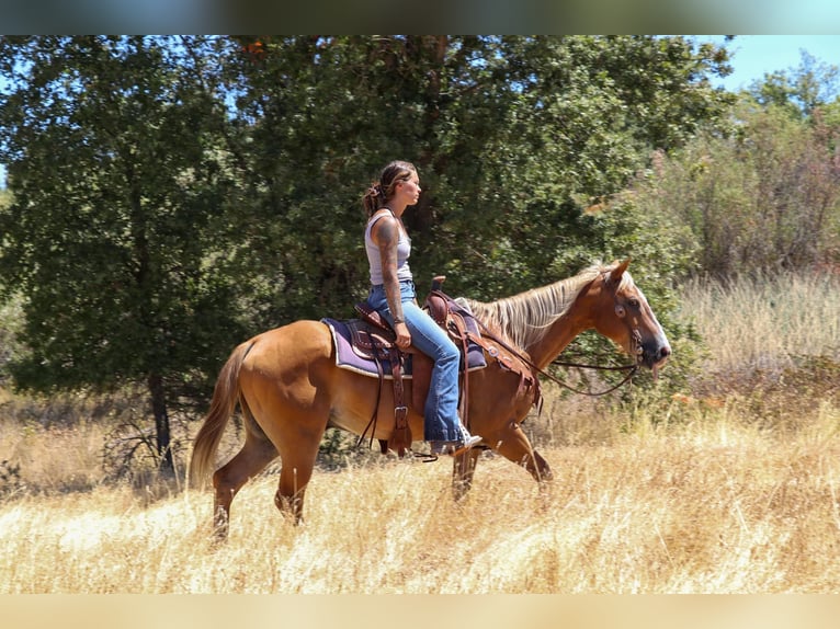 American Quarter Horse Ruin 13 Jaar 147 cm Donkere-vos in Pleasant Grove CA