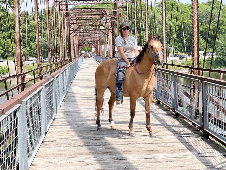 American Quarter Horse Ruin 13 Jaar 147 cm Falbe in Libson IA