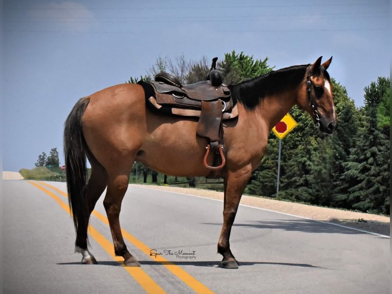 American Quarter Horse Ruin 13 Jaar 147 cm Falbe in Libson IA