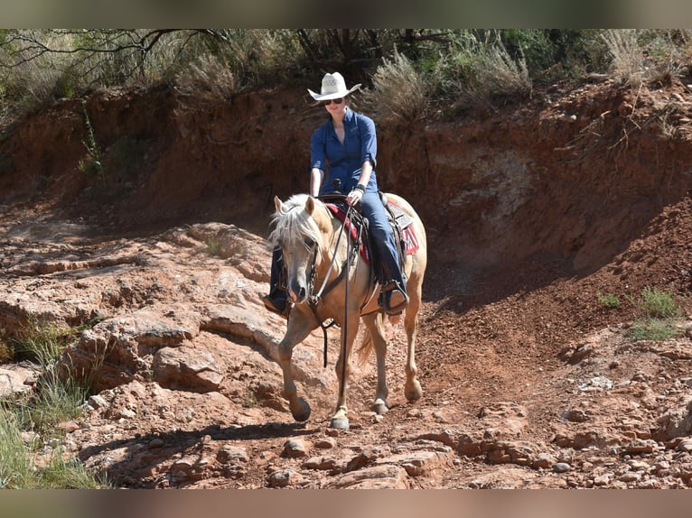 American Quarter Horse Ruin 13 Jaar 147 cm Palomino in Amarillo