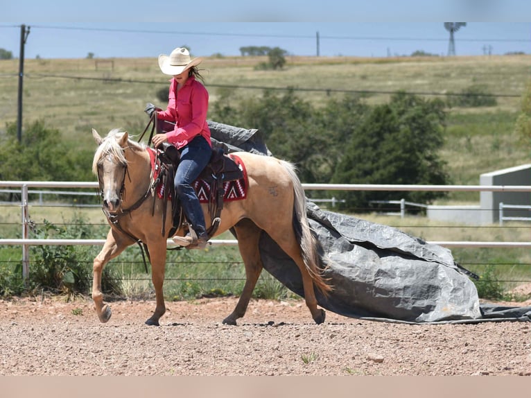 American Quarter Horse Ruin 13 Jaar 147 cm Palomino in Amarillo