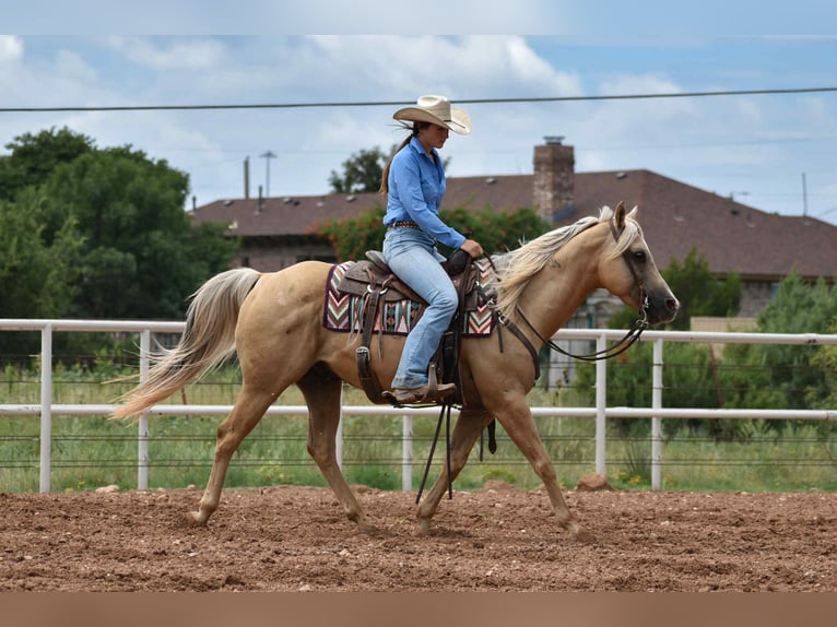 American Quarter Horse Ruin 13 Jaar 147 cm Palomino in Amarillo