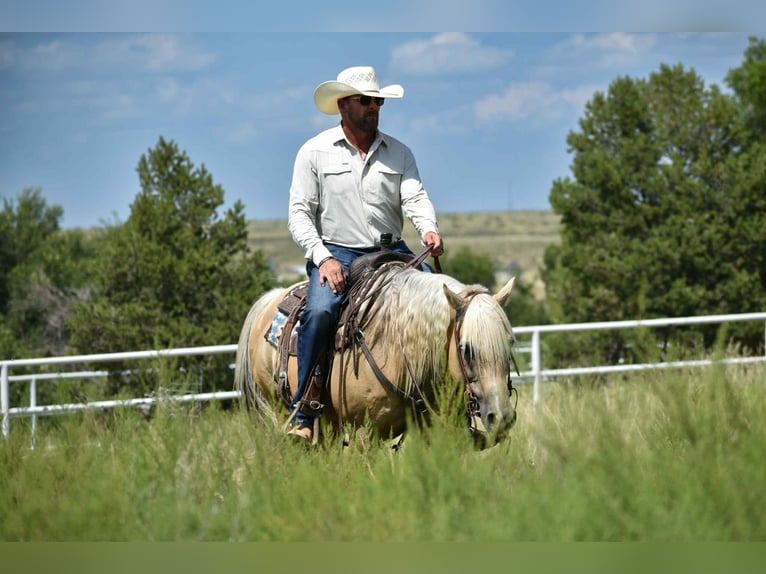 American Quarter Horse Ruin 13 Jaar 147 cm Palomino in Amarillo