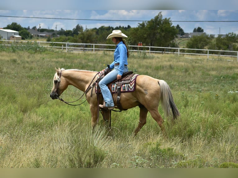 American Quarter Horse Ruin 13 Jaar 147 cm Palomino in Amarillo
